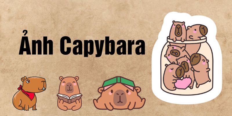Full hình ảnh Capybara cute hài hước, dễ thương vô tri chibi
