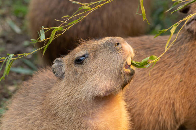 ảnh capybara