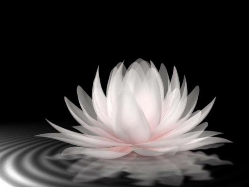 ảnh đen trắng hoa sen huyền bí