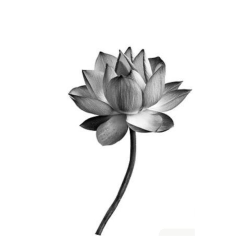 ảnh hoa đen