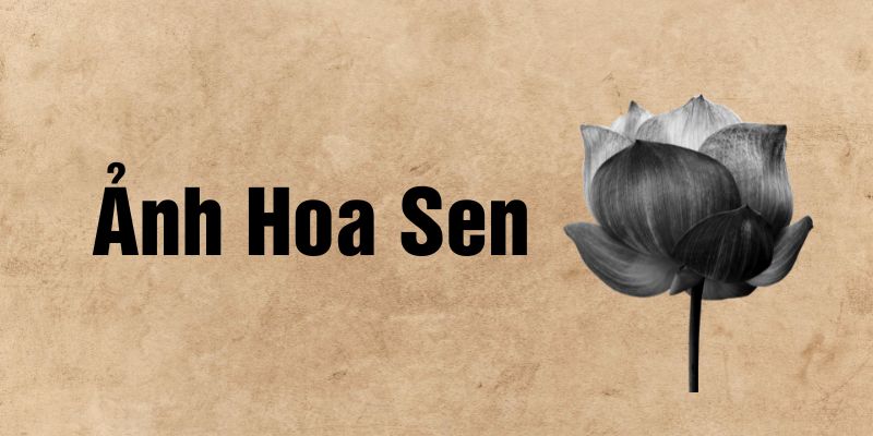 Tải full ảnh hoa sen đen trắng làm hình nền để tang buồn sâu sắc