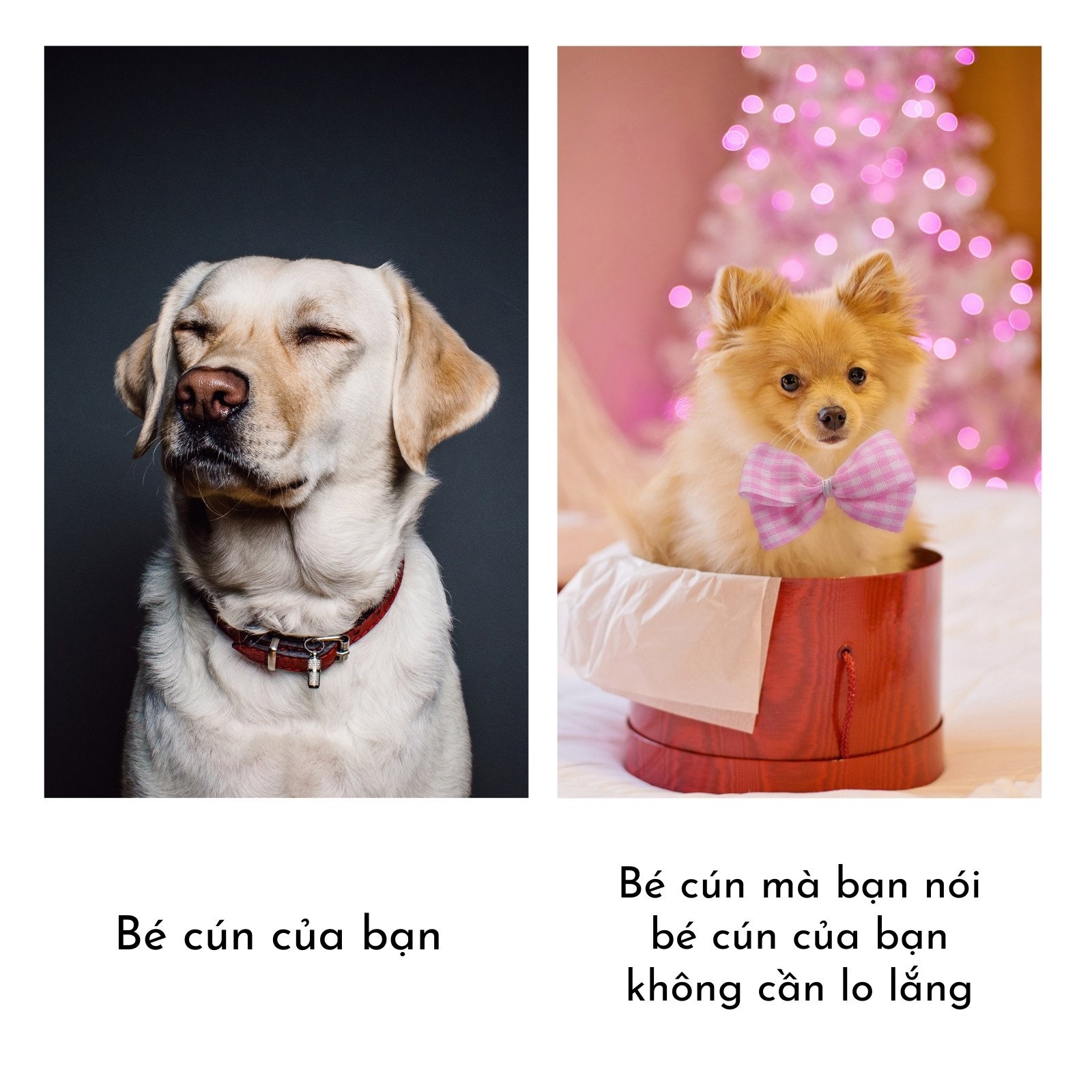 ảnh meme ch&oacute; 0023