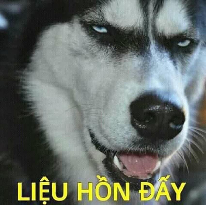 ảnh meme ch&oacute; 0029