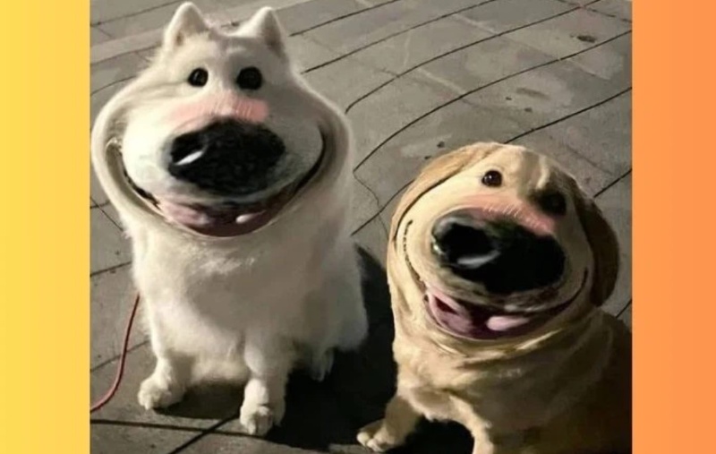 ảnh meme ch&oacute; 0033