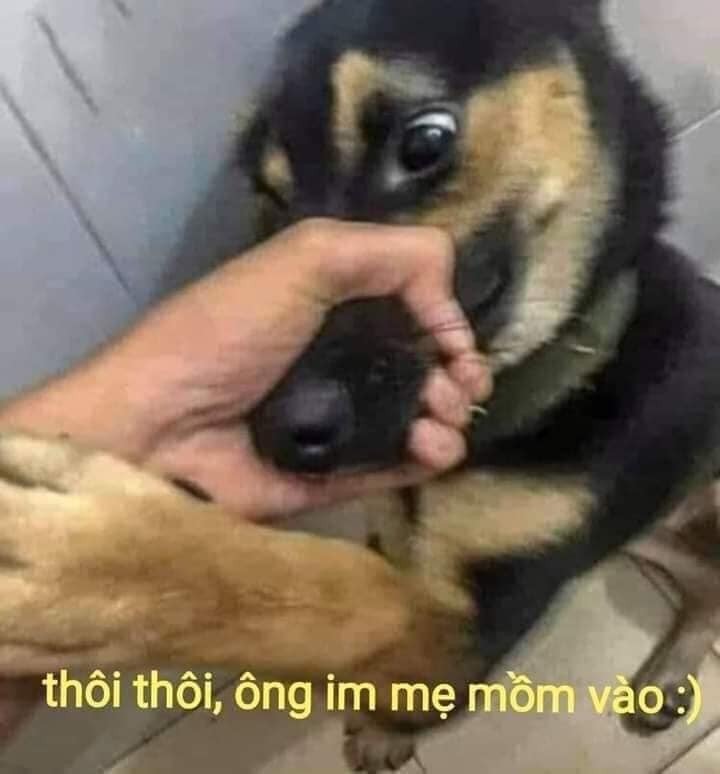 ảnh meme ch&oacute; 0036