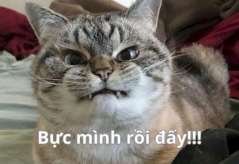 ảnh meme ch&oacute; 0040