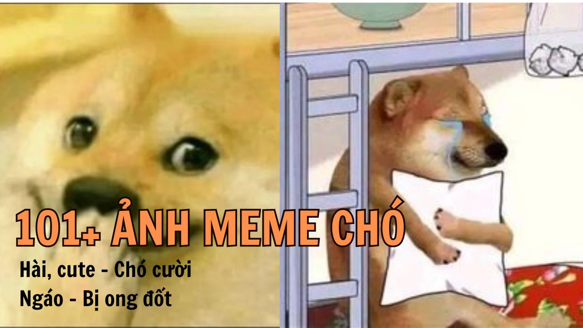 ảnh meme ch&oacute; 0044
