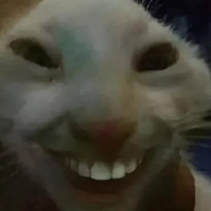 ảnh meme m&egrave;o cười