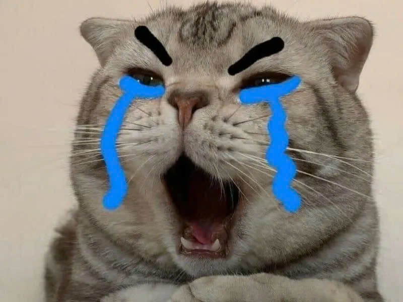 ảnh meme m&egrave;o kh&oacute;c