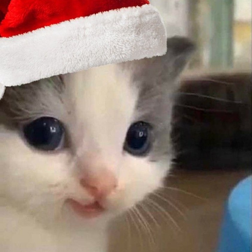 ảnh m&egrave;o gi&aacute;ng sinh meme