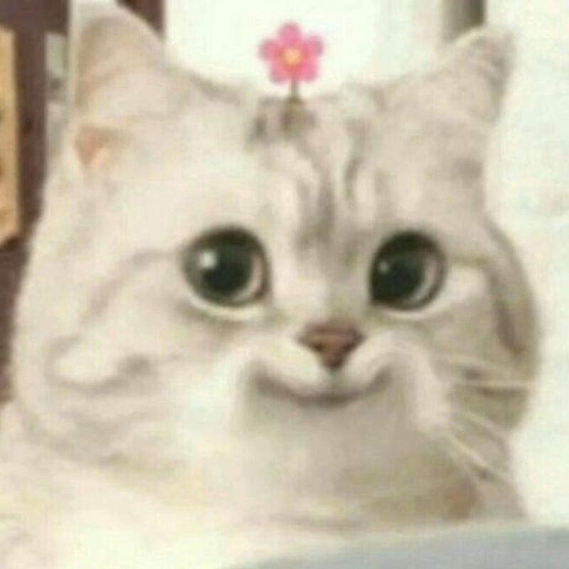 ảnh m&egrave;o meme cười chất lượng cao