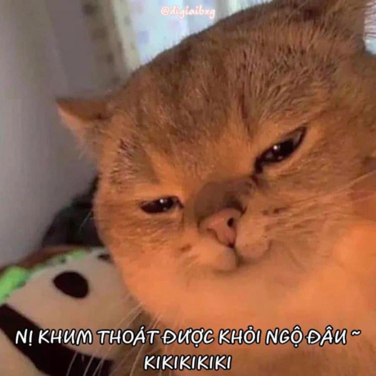 bộ ảnh m&egrave;o meme cười h&agrave;i l&ograve;ng