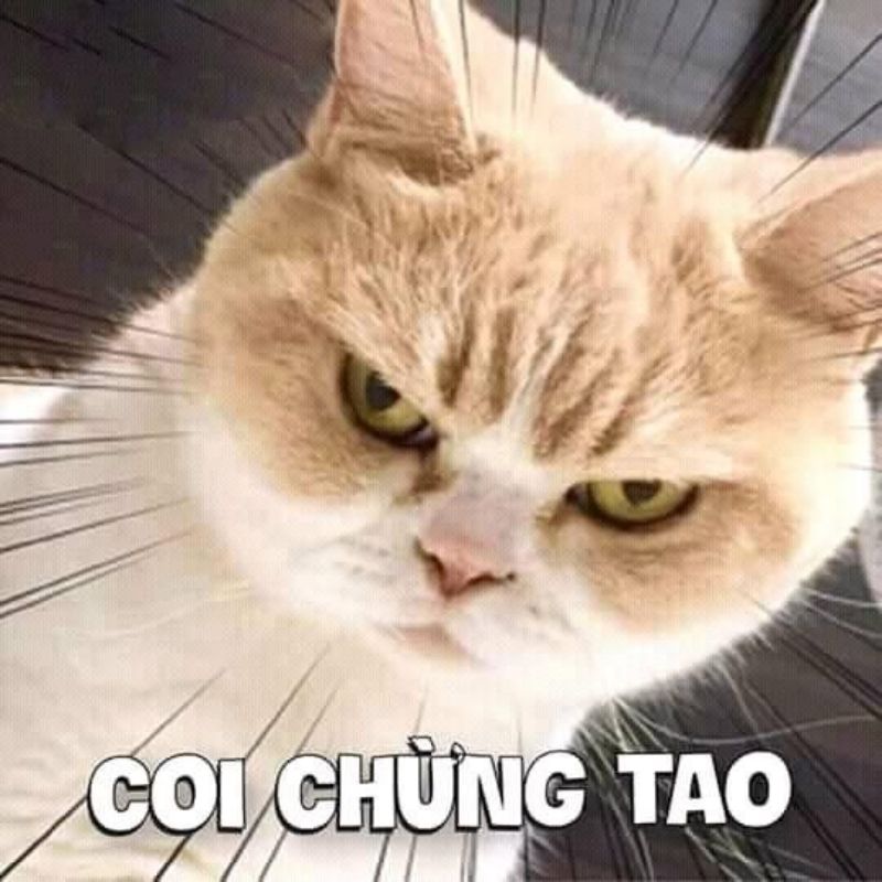 Cá tính qua avatar meme hài khiến dân mạng không thể nhịn được cười
