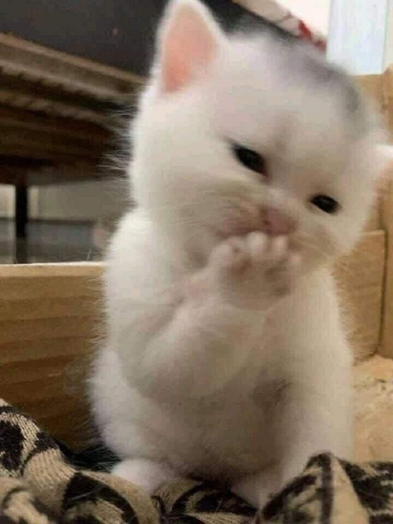 bộ sưu tập h&agrave; mồm meme m&egrave;o cười