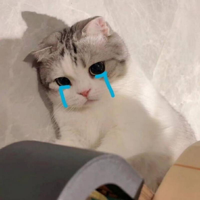 bộ sưu tập meme m&egrave;o buồn