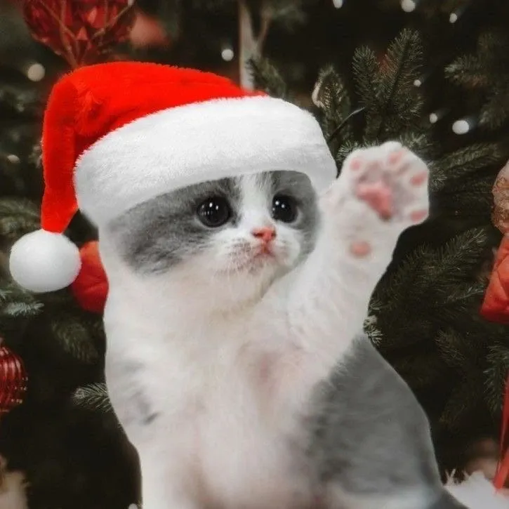 bộ sưu tập meme m&egrave;o gi&aacute;ng sinh