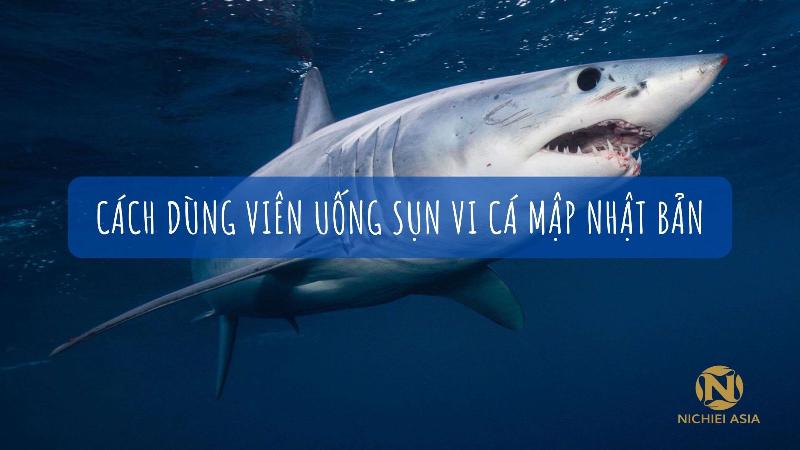 c&aacute; mập meme tạo b&atilde;o tr&ecirc;n mạng