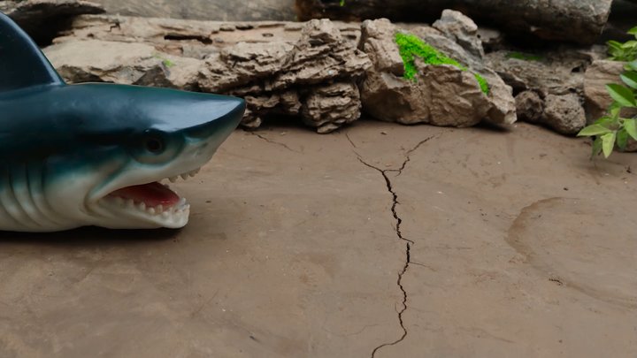 c&aacute; mập meme 0035