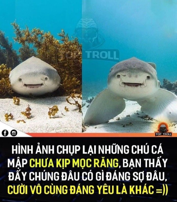 c&aacute; mập meme 0040