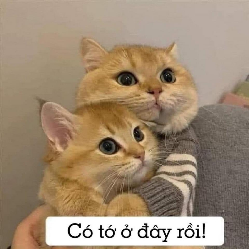 c&aacute;ch sử dụng thương thương meme an ủi trong tr&ograve; chơi