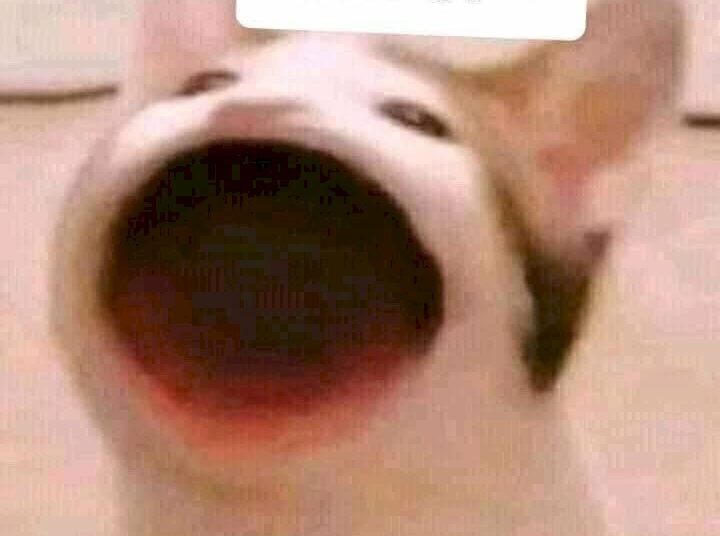 c&aacute;ch tạo h&agrave; mồm meme m&egrave;o cười