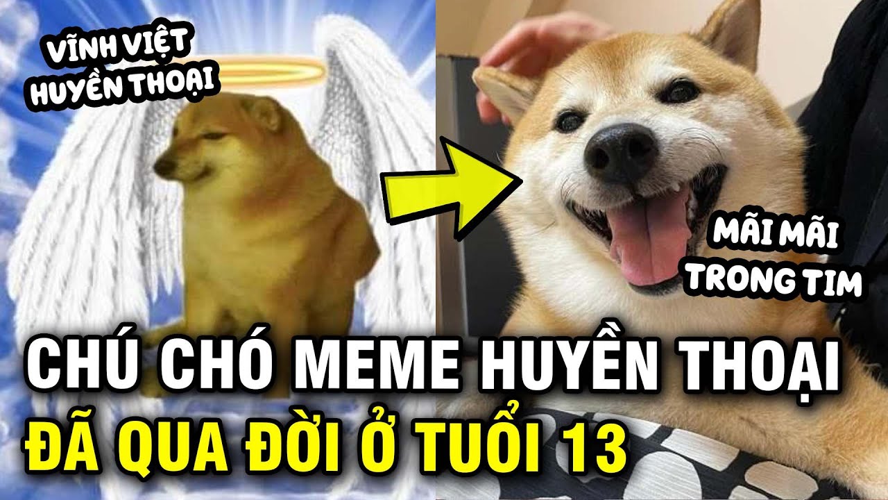 c&aacute;ch tạo meme ch&oacute; shiba