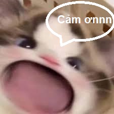 Nổi bật với há mồm meme mèo cười – những khoảnh khắc thú vị không thể bỏ lỡ