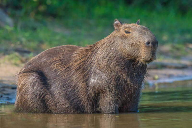 ảnh capybara