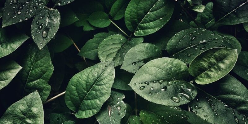 chia sẻ ảnh tự nhiên đẹp nhất