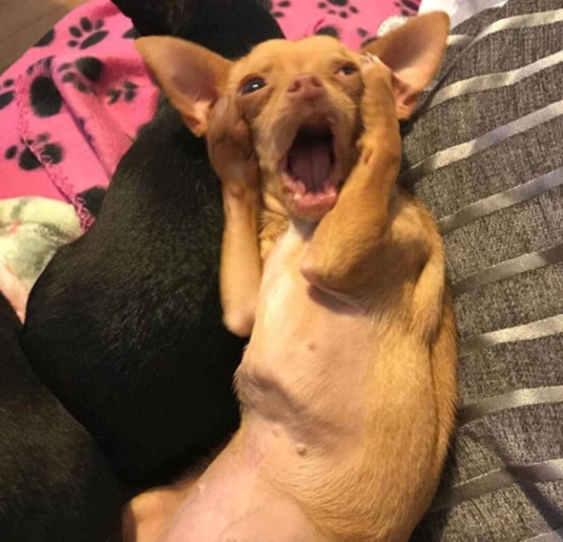 Ngắm nhìn chihuahua meme – biểu cảm “bé hạt tiêu” gây sốt mạng xã hội