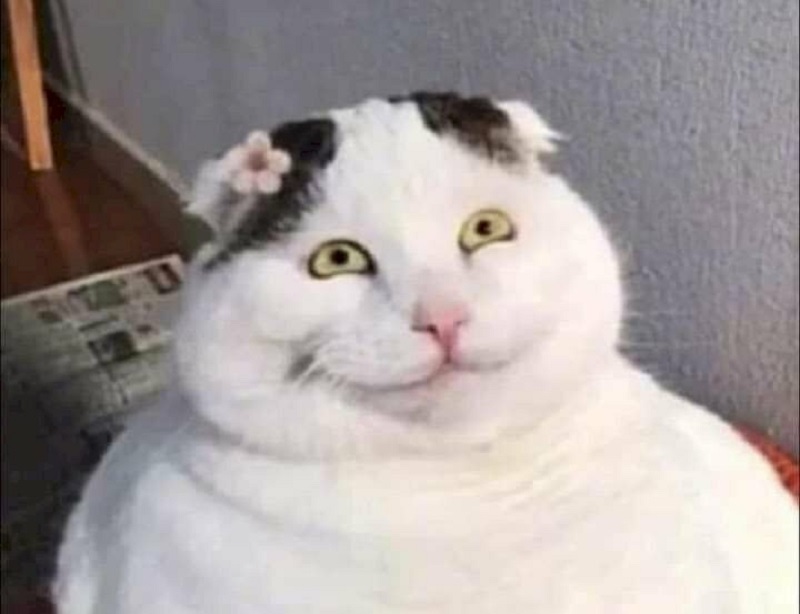 h&agrave; mồm meme m&egrave;o cười chất nhất