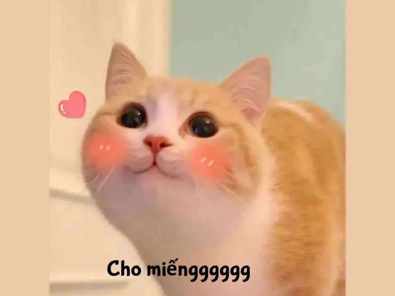 h&aacute; mồm meme m&egrave;o cười 0033