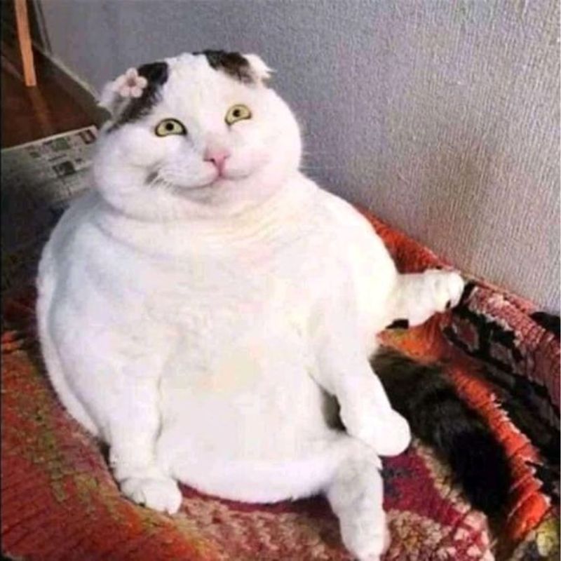 h&aacute; mồm meme m&egrave;o cười 0034