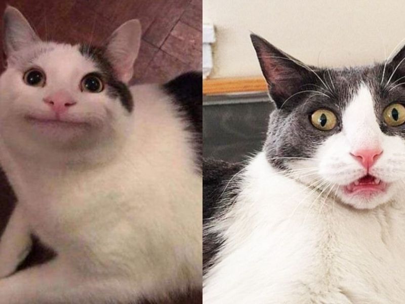 h&aacute; mồm meme m&egrave;o cười 0041