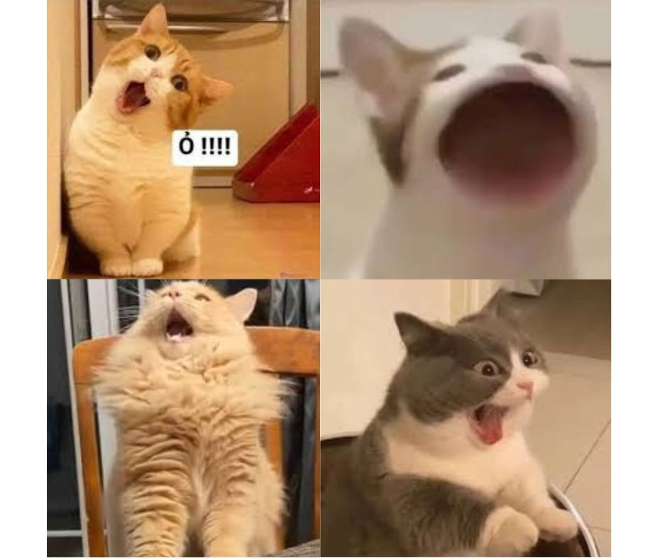 h&aacute; mồm meme m&egrave;o cười 0042