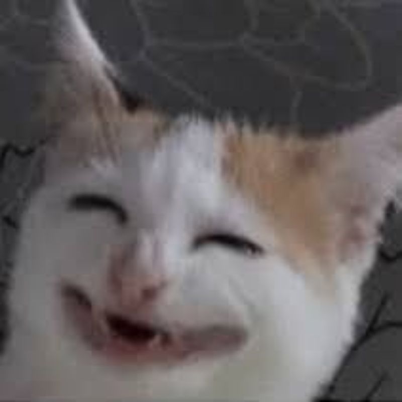 h&aacute; mồm meme m&egrave;o cười 0046