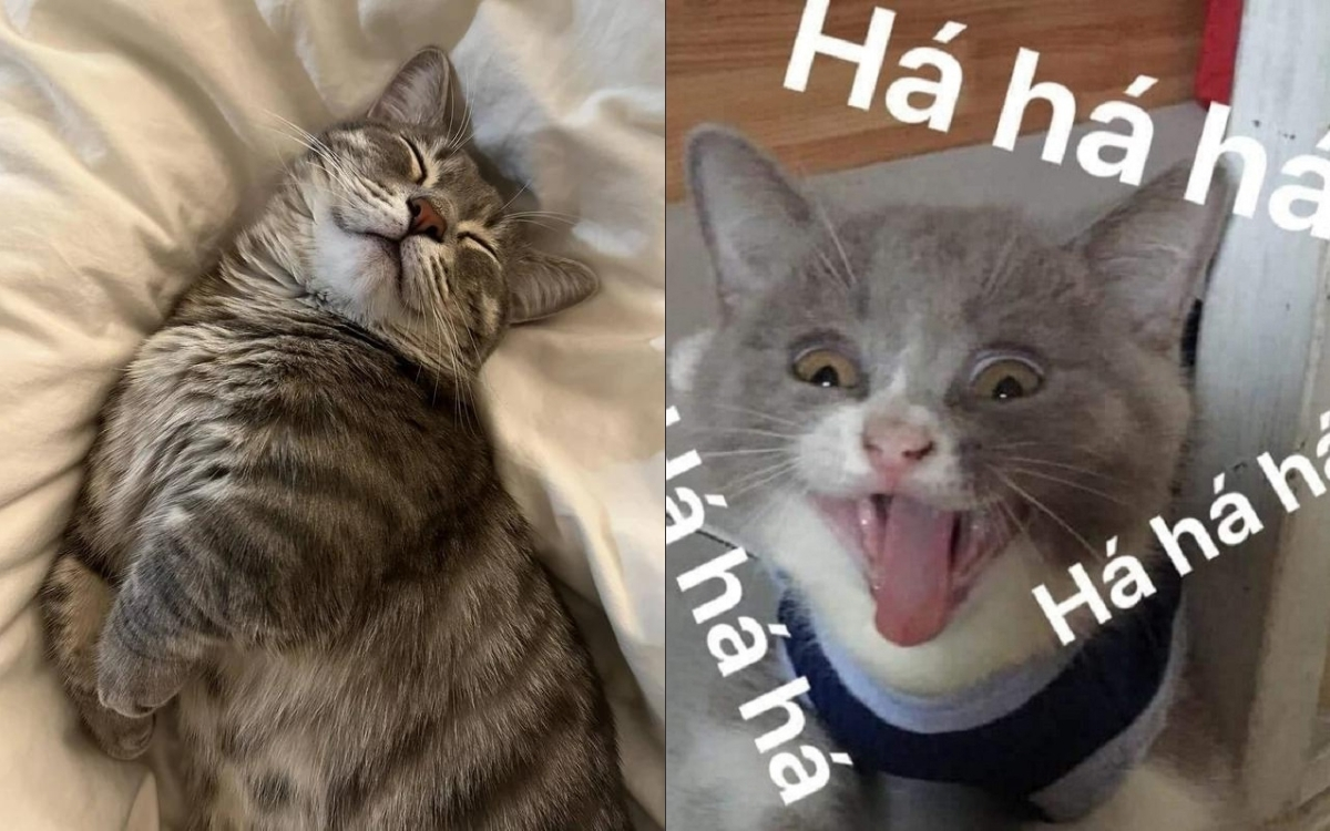 h&aacute; mồm meme m&egrave;o cười 0047