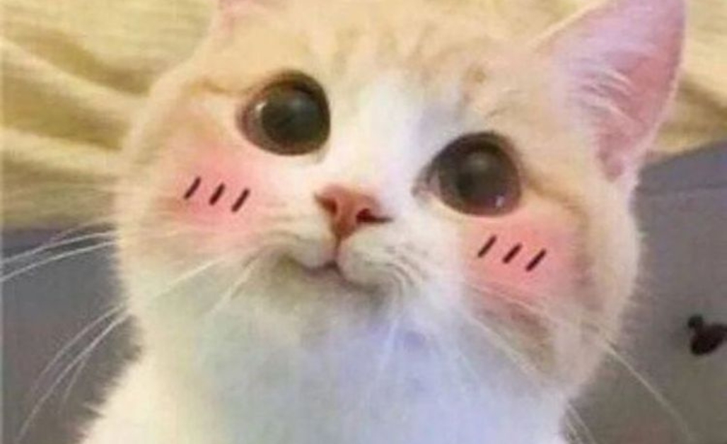 h&aacute; mồm meme m&egrave;o cười 0048