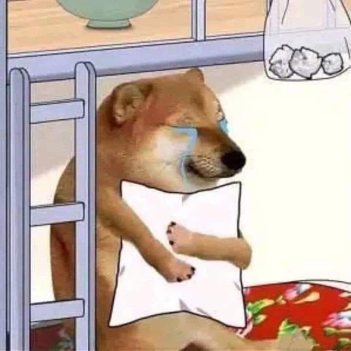 h&igrave;nh ảnh meme ch&oacute; dễ thương