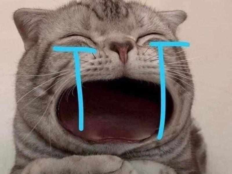 h&igrave;nh ảnh meme m&egrave;o buồn độc đ&aacute;o