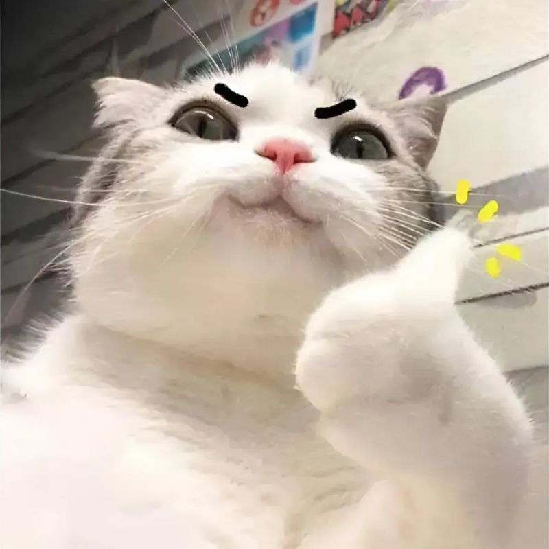h&igrave;nh ảnh vui chơi c&ugrave;ng m&egrave;o meme cười