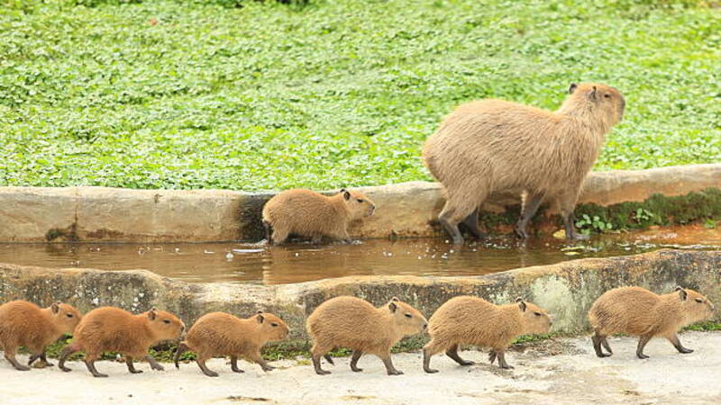 ảnh capybara