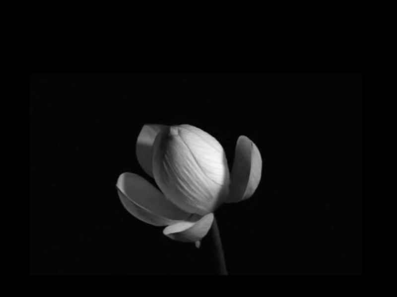 hình hoa sen màu đen độc đáo