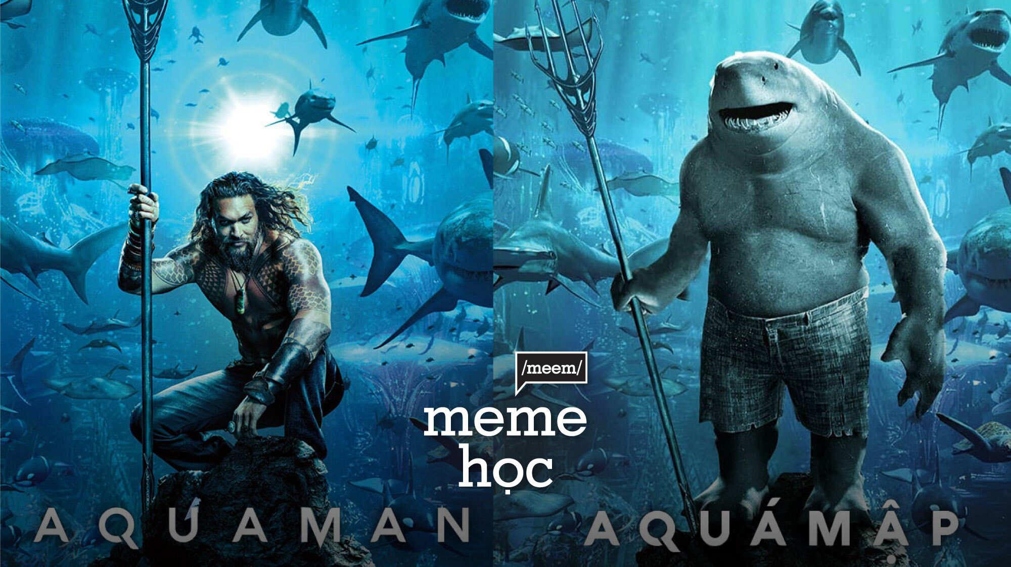 h&igrave;nh nền c&aacute; mập meme