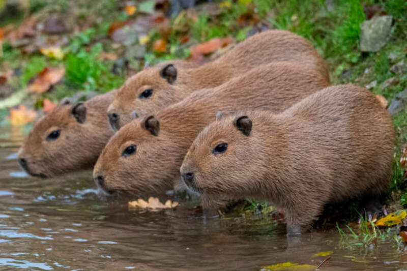 ảnh capybara