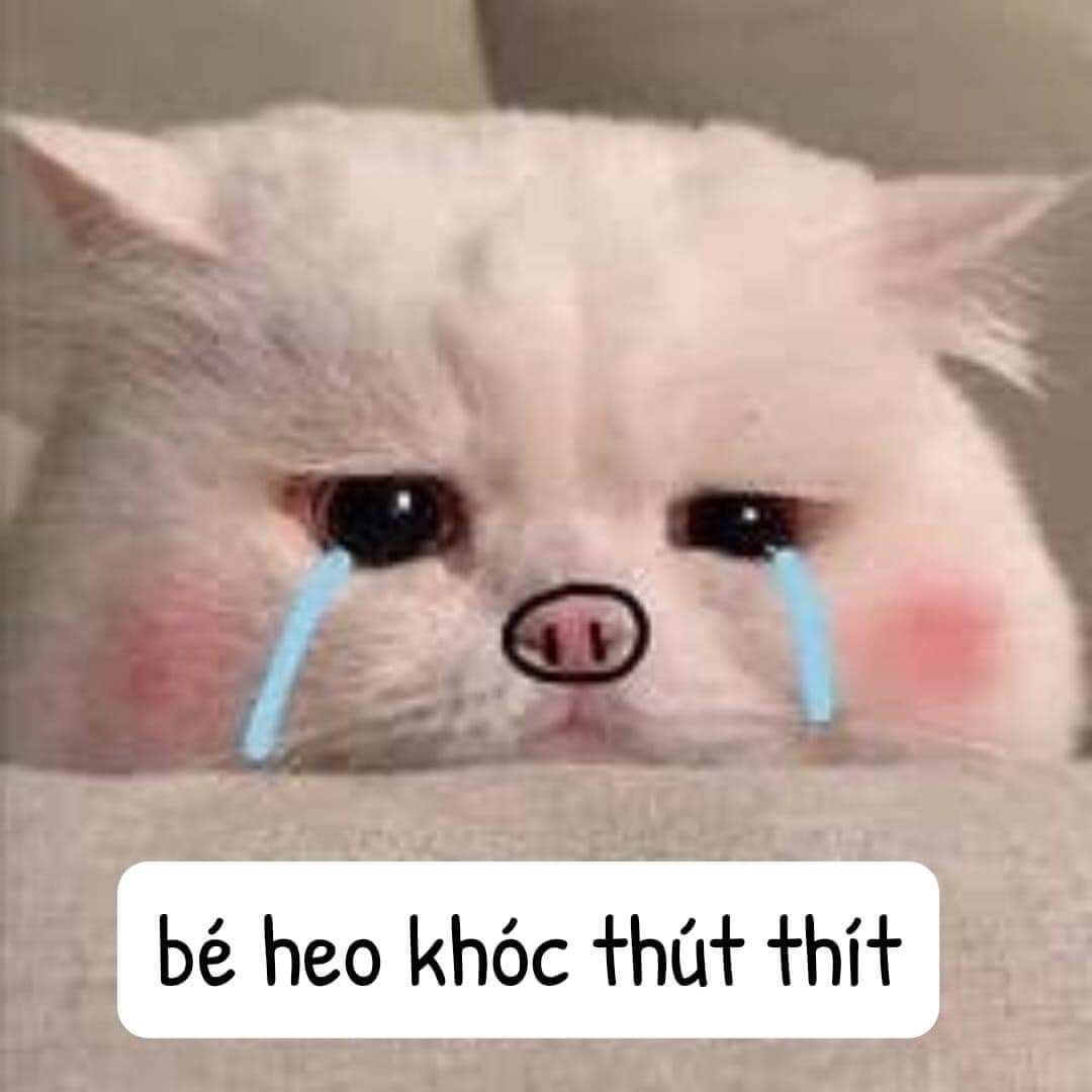 Lạc vào thế giới meme xúc động – những khoảnh khắc chạm đến trái tim