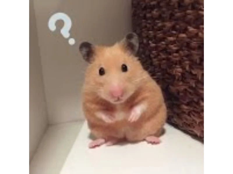 h&igrave;nh nền meme con chuột dễ thương
