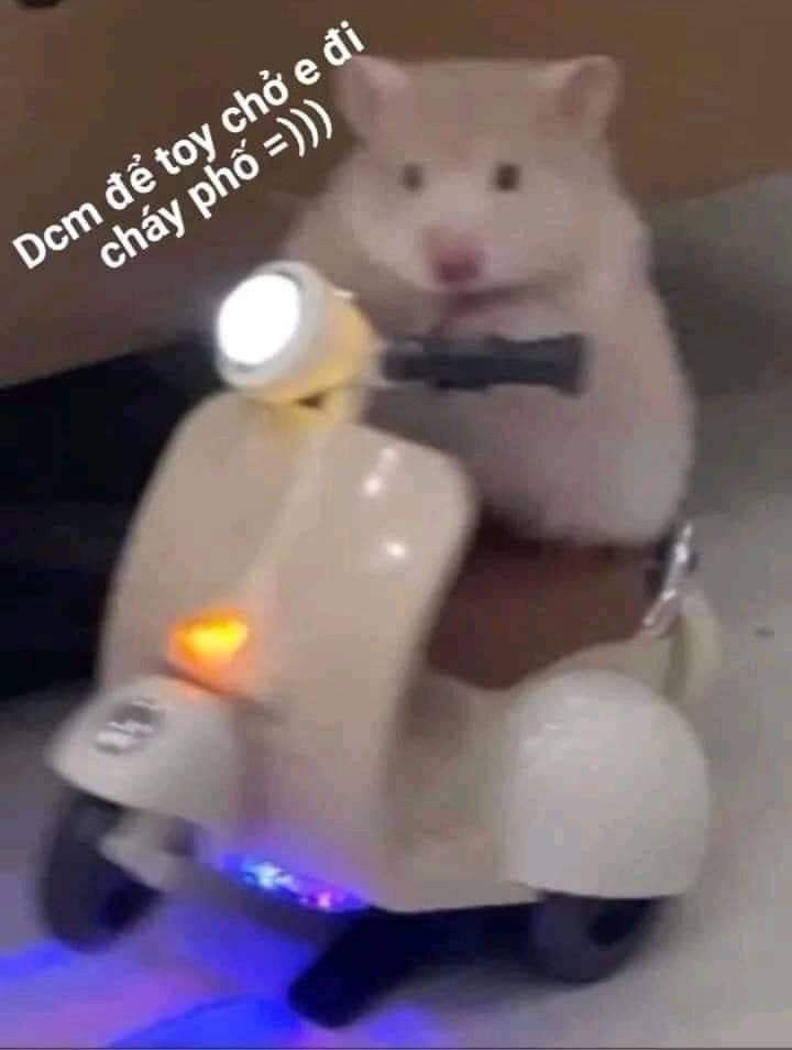 h&igrave;nh nền meme con chuột đẹp