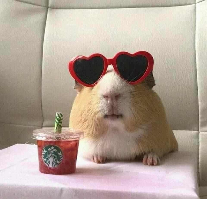 h&igrave;nh nền meme con chuột độc đ&aacute;o