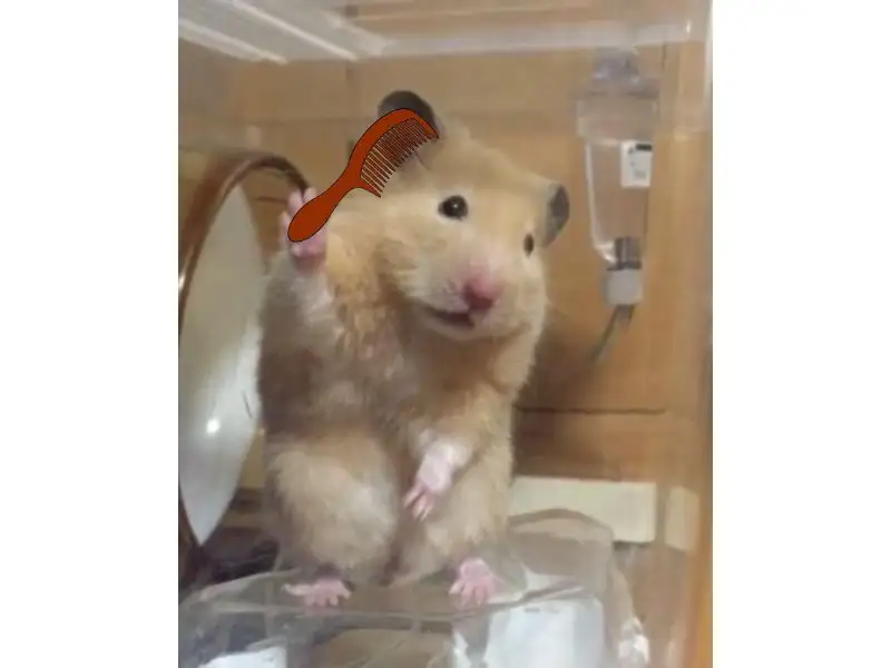 h&igrave;nh nền meme con chuột h&agrave;i hước.